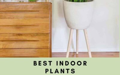 Best Indoor Plants